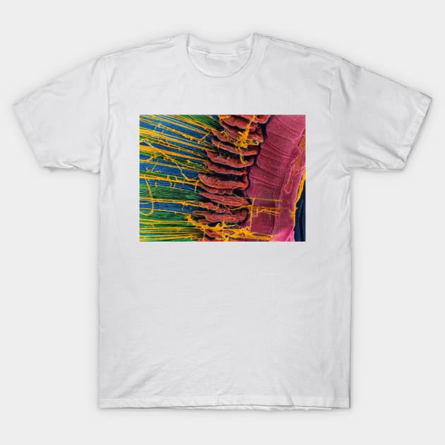 Iris of the eye, SEM (P424/0106) T-Shirt by SciencePhoto